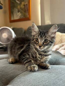 Denver -  Domestic Short Hair Cat for Adoption in Oceanside, California - Denver | PetCurious