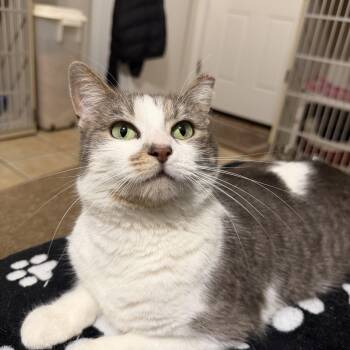 Domestic Short Hair Cats Available for Adoption - BUNNY | PetCurious