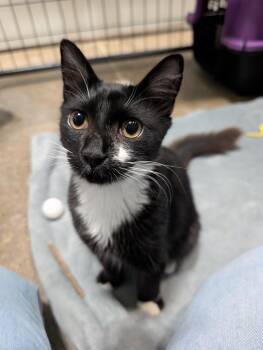 Olympic -  Domestic Medium Hair Cat for Adoption in Columbus, Ohio - Olympic | PetCurious