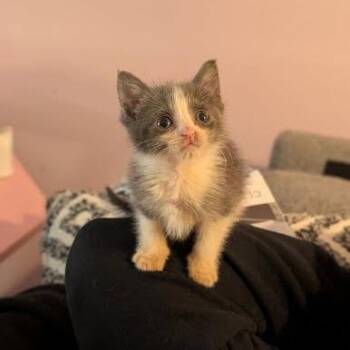 Domestic Short Hair Cats Available for Adoption - Tails | PetCurious