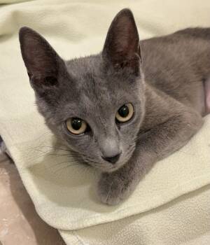 Trails (I am all ears) -  Russian Blue and Domestic Short Hair Cat Available for Adoption in Houston, Texas - Trails (I Am All Ears) | PetCurious
