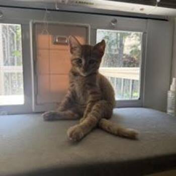 Rock -  Domestic Short Hair Cat for Adoption in Charlottesville, Virginia - Rock | PetCurious