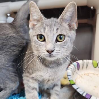 Darwin -  Domestic Short Hair Cat for Adoption in Fort Wayne, Indiana - Darwin | PetCurious