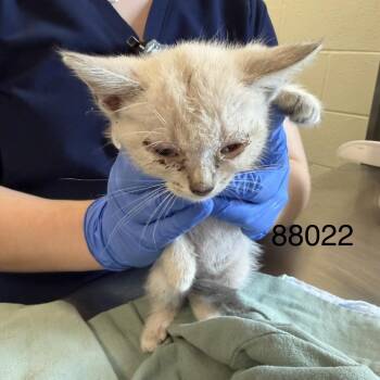 Florence -  Domestic Short Hair and Siamese Cat for Adoption in Charlottesville, Virginia - Florence | PetCurious