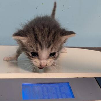 Milos -  Domestic Short Hair Cat for Adoption in Jefferson City, Tennessee - Milos | PetCurious