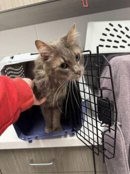 Salted Patty Sally -  Domestic Short Hair Cat for Adoption in Kansas City, Missouri - Salted Patty Sally | PetCurious