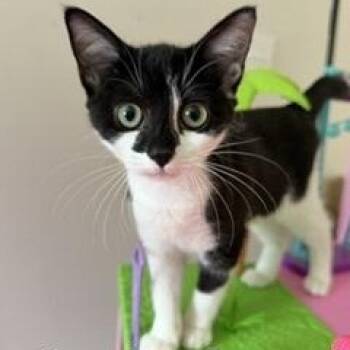 Cookie Dough -  Tuxedo Cat for Adoption in Southern Pines, North Carolina - Cookie Dough | PetCurious