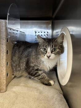 A779466 -  Domestic Short Hair Cat for Adoption in Rancho Cucamonga, California - A779466 | PetCurious