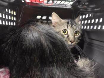 WOLFY -  Domestic Medium Hair and Domestic Short Hair Cat for Adoption in Omaha, Nebraska - WOLFY | PetCurious