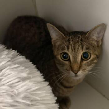 Domestic Short Hair Cats Available for Adoption in Westhampton, New York - Jackie | PetCurious