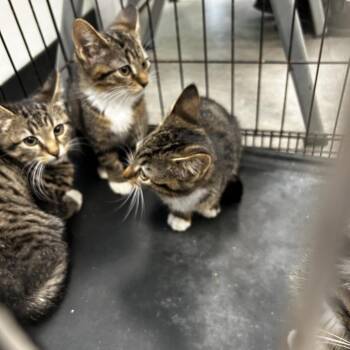 Manila -  Domestic Short Hair Cat for Adoption in Philadelphia, Pennsylvania - Manila | PetCurious