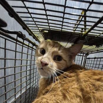 A823126 -  Domestic Short Hair Cat for Adoption in San Antonio, Texas - A823126 | PetCurious