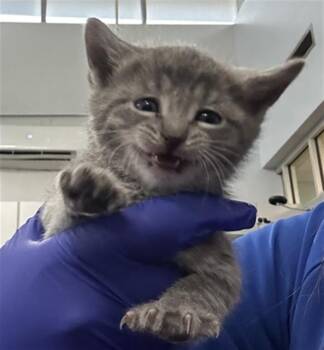 Domestic Short Hair Cats Available for Adoption in Dallas, Texas - RAIN | PetCurious