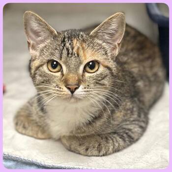 Lilac -  Domestic Short Hair Cat Available for Adoption in Fullerton, Pennsylvania - Lilac | PetCurious