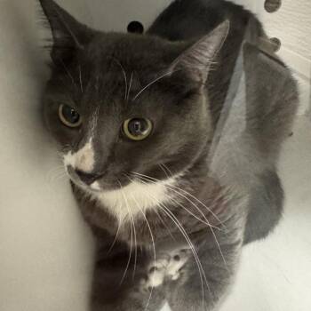 Leonard -  Domestic Short Hair Cat for Adoption in Des Moines, Iowa - Leonard | PetCurious