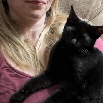 Domestic Short Hair Cats Available for Adoption in Farmington, Minnesota - Eros | PetCurious