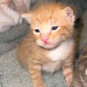 Rescue Domestic Short Hair Cats for Adoption in Maple Falls, Washington - Scotty | PetCurious