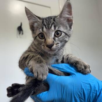 Jambalaya -  Domestic Short Hair Cat for Adoption in Livingston, Texas - Jambalaya | PetCurious