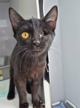 Tootsie -  Domestic Short Hair Cat for Adoption in Richmond, Kentucky - Tootsie | PetCurious