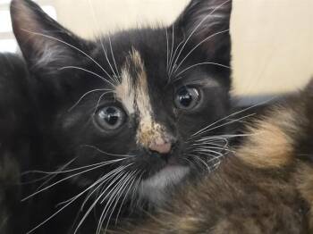 GENEVIEVE -  Domestic Short Hair Cat for Adoption in Fort Lauderdale, Florida - GENEVIEVE | PetCurious