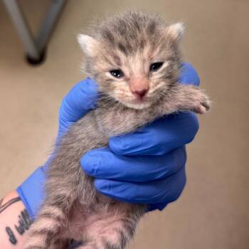 Domestic Short Hair Cats Available for Adoption - Corolla | PetCurious