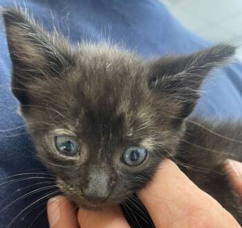 Rescue Domestic Short Hair Cats for Adoption in Hartsville, South Carolina - Nova | PetCurious