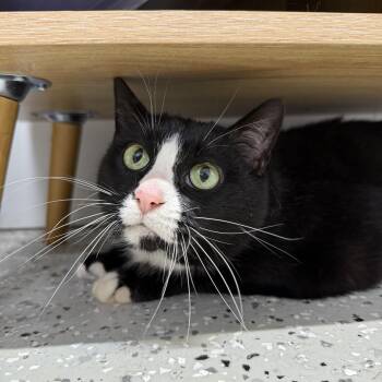 Rescue Domestic Short Hair Cats for Adoption in Wautoma, Wisconsin - Ace | PetCurious