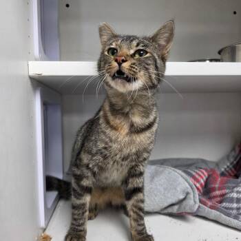 Brittney -  Domestic Short Hair Cat for Adoption in Duncan, Oklahoma - Brittney | PetCurious