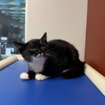 Whisker Biscuit -  Domestic Short Hair Cat for Adoption in Janesville, Wisconsin - Whisker Biscuit | PetCurious