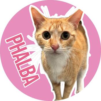 American Shorthair Cats Available for Adoption in Fort Worth, Texas - Phalba | PetCurious