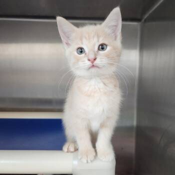 Toots -  Domestic Short Hair Cat for Adoption in Fort Wayne, Indiana - Toots | PetCurious
