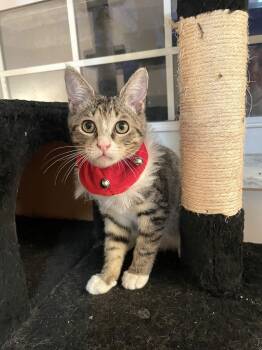 Domestic Short Hair Cats Available for Adoption - Diamond | PetCurious