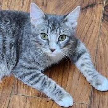 Tabby and Domestic Short Hair Cats Available for Adoption - Princess | PetCurious
