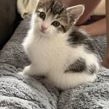 Fettuccine -  Domestic Medium Hair Cat for Adoption in Crystal Lake, Illinois - Fettuccine | PetCurious