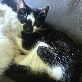 Shamu -  Domestic Short Hair Cat for Adoption in Huntsville, Alabama - Shamu | PetCurious