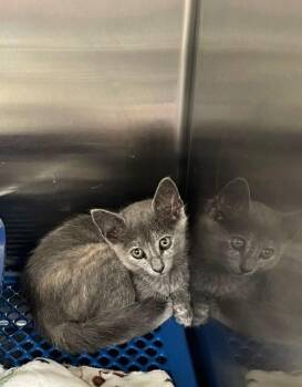 Serenity -  Domestic Short Hair Cat Available for Adoption in Jackson, Louisiana - Serenity | PetCurious