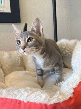 Zuma -  Tabby Cat for Adoption in Newberg, Oregon - Zuma | PetCurious