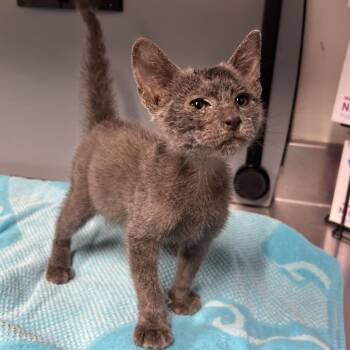 Bluey -  Domestic Short Hair Cat for Adoption in League City, Texas - Bluey | PetCurious
