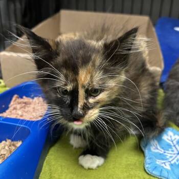 Gyoza -  Domestic Short Hair Cat for Adoption in Lynchburg, Virginia - Gyoza | PetCurious