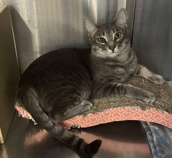 Bradley and Angelina -  Domestic Short Hair Cat for Adoption in Auburn, Washington - Bradley And Angelina | PetCurious