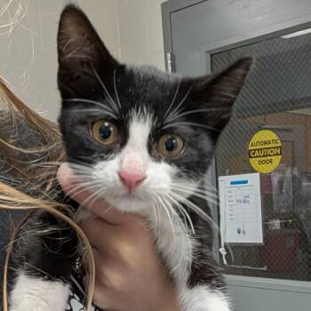 Pan - Chow Hound Northland -  Domestic Short Hair Cat for Adoption in Grand Rapids, Michigan - Pan - Chow Hound Northland | PetCurious