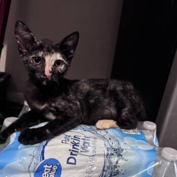 Muffin -  Domestic Short Hair Cat for Adoption in Brea, California - Muffin | PetCurious