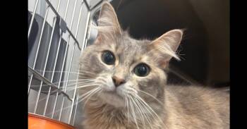 Milky Way (26-141 C) -  Domestic Long Hair Cat for Adoption in Lansing, Michigan - Milky Way (26-141 C) | PetCurious
