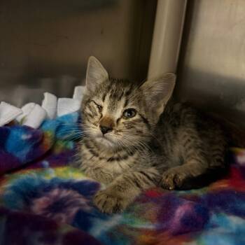 Rescue Domestic Short Hair Cats for Adoption in Flagstaff, Arizona - Little One - Social Butterfly! Good W/ Dogs And Cats! | PetCurious