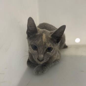 Truffle -  Domestic Short Hair Cat for Adoption in Columbus, Georgia - Truffle | PetCurious