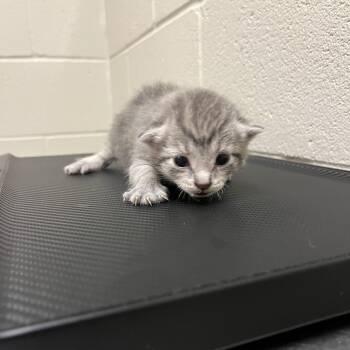 Opossum -  Domestic Short Hair Cat for Adoption in Bristol, Indiana - Opossum | PetCurious