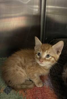 Caramel -  Domestic Medium Hair and Domestic Short Hair Cat for Adoption in Picayune, Mississippi - Caramel | PetCurious