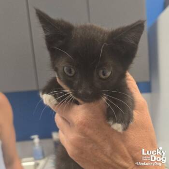 Sparky -  Domestic Short Hair Cat for Adoption in Washington, District Of Columbia - Sparky | PetCurious