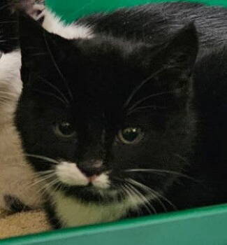 Rescue Domestic Short Hair Cats for Adoption in Evergreen, Colorado - Jingle | PetCurious