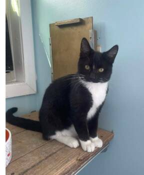 McIntosh -  Domestic Short Hair Cat for Adoption in Shrewsbury, Massachusetts - McIntosh | PetCurious